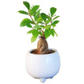 がじゅまる 4号 観葉植物 インテリア 観賞 消臭 抗菌 リラックス