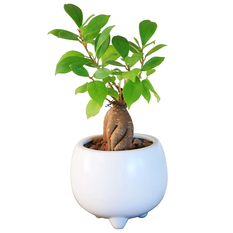 がじゅまる 4号 観葉植物 インテリア 観賞 消臭 抗菌 リラックス