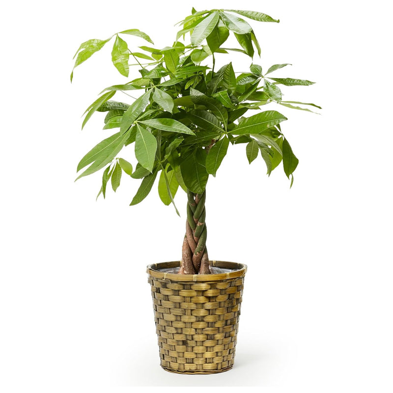 マネーツリー（7インチ鉢、木製バスケット蓋付き） - 植物